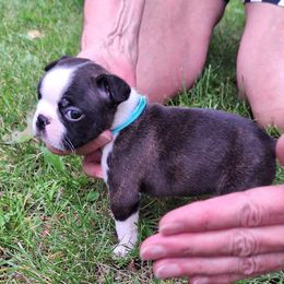 Truman - Black brindle and white male Boston Terrier puppy in Erhard. Mn, Minnesota from J-Orin