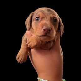 LUCKY - Dapple male Dachshund puppy in Los Angeles, California from One love doxies