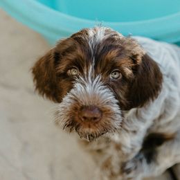 Wirehaired Pointing Griffon Puppies from Double Barrel Griffons