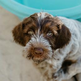 Wirehaired Pointing Griffon Puppies from Double Barrel Griffons