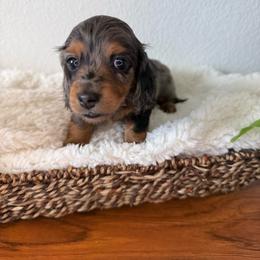 Dapple Boy - 3,500 - Dapple male Dachshund puppy in Fredericksburg, Texas from Goodman Dachshunds