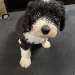 Sally hot pink collar - Black and white female Sheepadoodle puppy in Eleva, Wisconsin from Molly’s Doodles