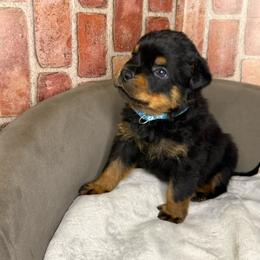 Teal boy - Black and mahogany male Rottweiler puppy in Auburn, California from VHF