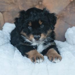 Green - Black tri-color male Australian Shepherd puppy in Yakima, Washington from Naches Heights Ranch