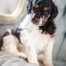 Poodle Puppies from Setting the Standard Poodles