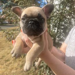Orange Boy Mr Briggs - Fawn and white male French Bulldog puppy in Spanaway, Washington from Beloved Frenchies