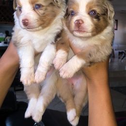 Miniature Australian Shepherd and Toy Australian Shepherd Puppies from River Springs Aussies