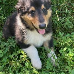 Norm - Black white and tan male Collie puppy in Yulee, Florida from Three Collie Farm