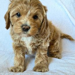 Basil - Cream female Cavapoo puppy in Syracuse, Utah from Just Doodling Dogs