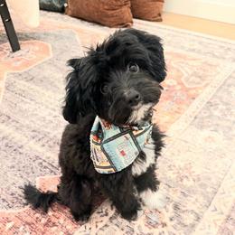 Winston - Black and white male Aussiedoodle puppy in Haleyville, Alabama from The Cuddly Dood Ranch