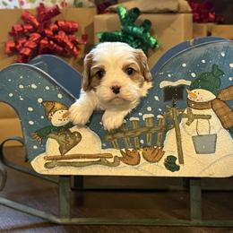 Frito - Blenheim male Cavalier King Charles Spaniel puppy in Lula, Georgia from Cavaliers by Crumley