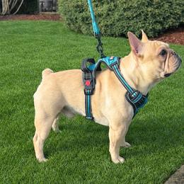Oso - French Bulldog
