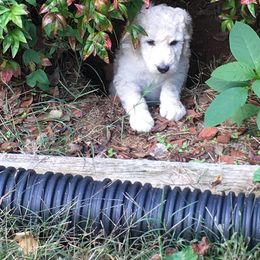 Poodle Puppies from Country Road Homestead