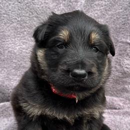 Female 1 - Black and red female German Shepherd puppy in Allentown, Pennsylvania from VMH Shepherds