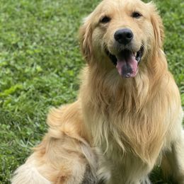 Cedar - Golden Retriever
