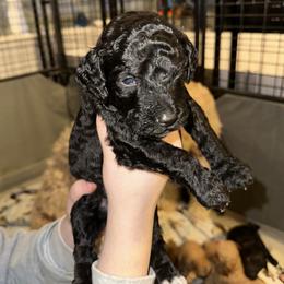 Nile - Black male Goldendoodle puppy in Prosperity, Pennsylvania from Stelladoodles & Company