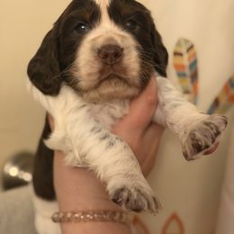 Mississippi (Missy) - Liver white and tan female English Springer Spaniel puppy in Huntingdon, Pennsylvania from Indian Creek Springers and Doxies