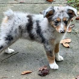 Aurora - Blue merle female Miniature Australian Shepherd puppy in Patterson, North Carolina from DreamLine Aussies