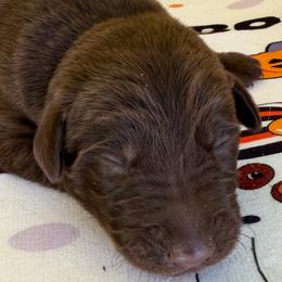 Mingo - Chocolate female Labrador Retriever puppy in Ft. Myers/Naples, Florida from Tiny Hiney Farm Labradors