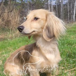 Kiki - Dachshund