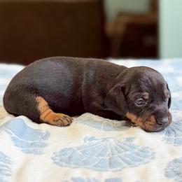 Shadow (CKC) - Black and cream male Dachshund puppy in Live Oak, Florida from Johnson’s Weiner Farm