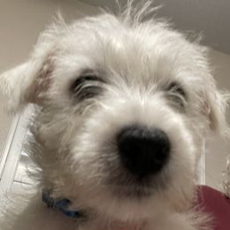 Louie - West Highland White Terrier