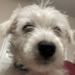 Louie - West Highland White Terrier