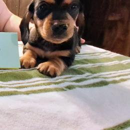 Akc Josie  M 2 - Black and tan male Dachshund puppy in Penn Run, Pennsylvania from Shannon’s Dachshunds