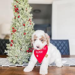 Silent - Parti male Goldendoodle puppy in Hopkins County, Texas from Boutique Doodles