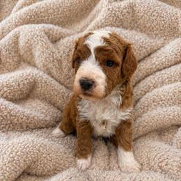Boy 1 - Red  male Goldendoodle puppy in Sacramento, Utah from Little legacy doodles