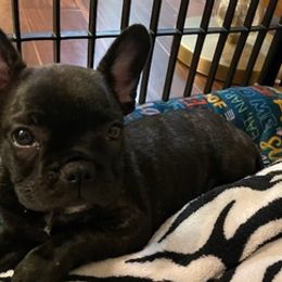 French Bulldogs from Nino's Pups