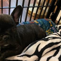 French Bulldogs from Nino's Pups