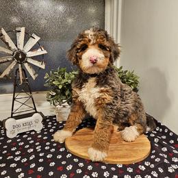 Purple collar - Merle female Bernedoodle puppy in Shelby, North Carolina from Forever Grateful Doodles