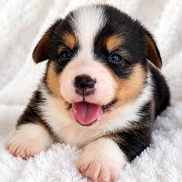 Boy 3 - Black and tan male Pembroke Welsh Corgi puppy in Beggs, Oklahoma from Blue Diamond Corgi’s