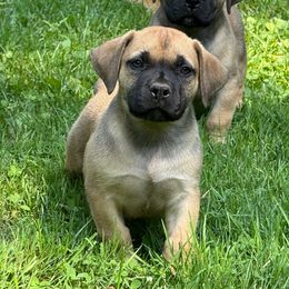 No Collar - Fawn female Boerboel puppy in Manitowoc, Wisconsin from Mae Boerboel