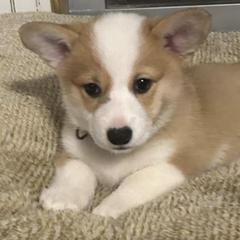 Pembroke Welsh Corgis from Red Fern Creek