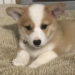 Pembroke Welsh Corgis from Red Fern Creek