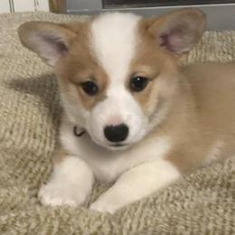 Pembroke Welsh Corgis from Red Fern Creek