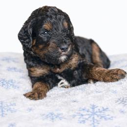 Duke - Black phantom male Aussiedoodle puppy in High Point, North Carolina from Kingsfield Doodles