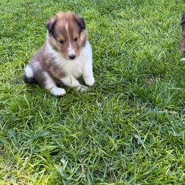Mickey - Sable male Collie puppy in Elko, Nevada from Willow Creek Acres Dachshunds & Collies