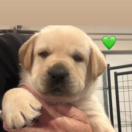 Green collar - Yellow male Labrador Retriever puppy in Clinton, Tennessee from Summer Rose
