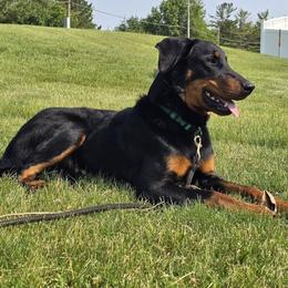 Boy 3 Greene Houdini - Black and rust male Beauceron puppy in Downers Grove, Illinois from Shepherd's Heart Beaucerons
