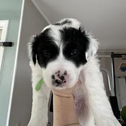 Sporty Mix Puppies from Seay's Sporty Mixes