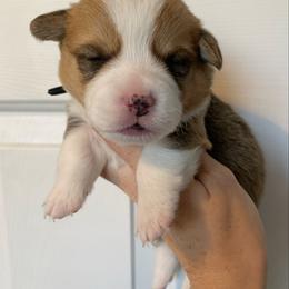 Winter - Red male Pembroke Welsh Corgi puppy in Cumming, Georgia from Carter’s Corgis LLC