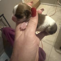 Ollie - White and tan male Morkie puppy in Florence, Kentucky from 4paws4ever by Design