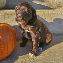 Harbor - Brown and white female Portuguese Water Dog puppy in Williamsport, Pennsylvania from Petersheim Porties