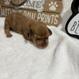 Red dapple - Dapple female Dachshund puppy in Pleasant Plains, Arkansas from JGBs Dachshunds