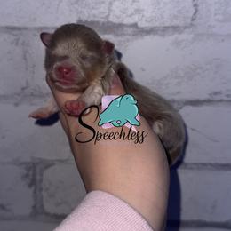 Dopey - Lavender male Pomeranian puppy in Perry County, Ohio from Speechless Pom’s