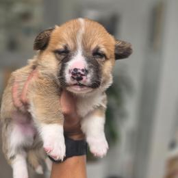 Boy 1 - Red male Pembroke Welsh Corgi puppy in San Diego, California from San Diego Corgis