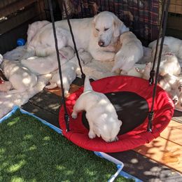 Golden Retriever Puppies from Carolyn Maddux's Golden Retrievers